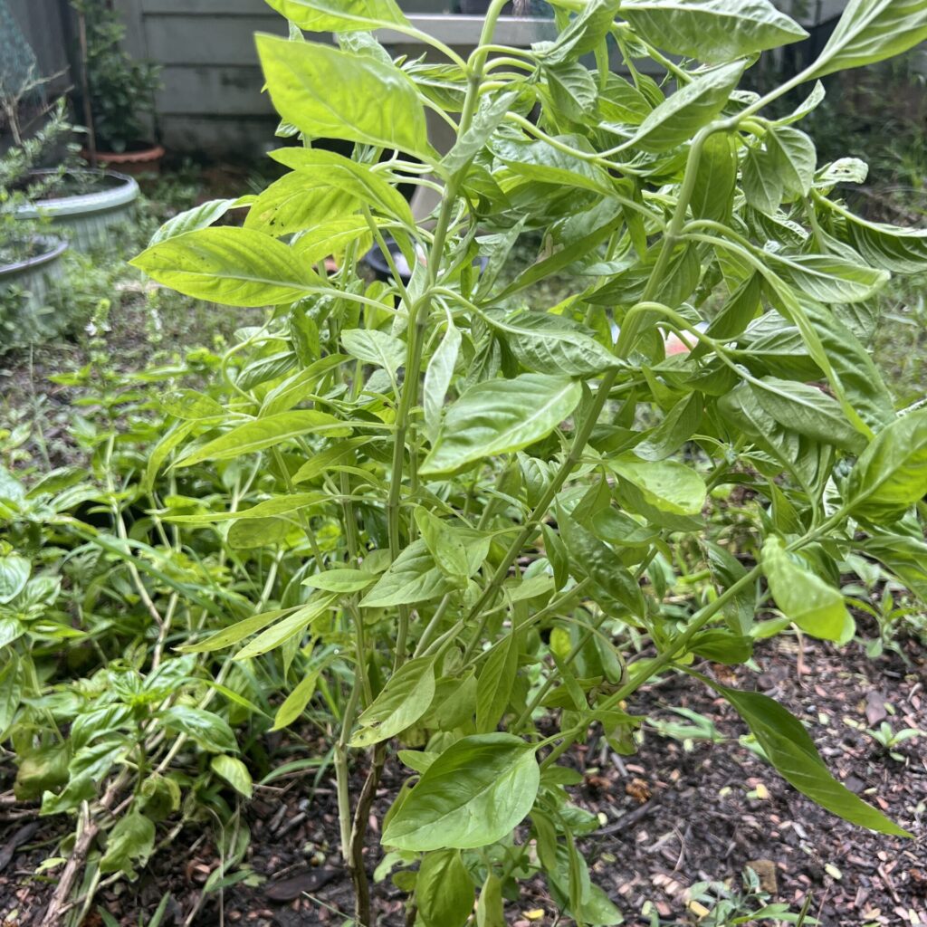 バジルが香る、夏の日のトマトソースパスタ
